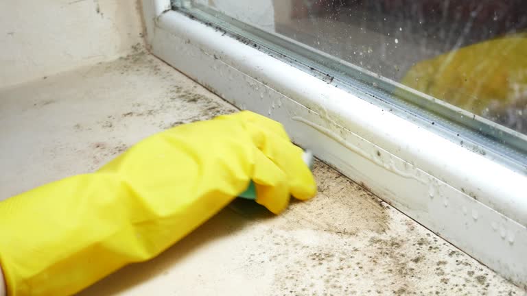 Galena, IN Mold Removal Company